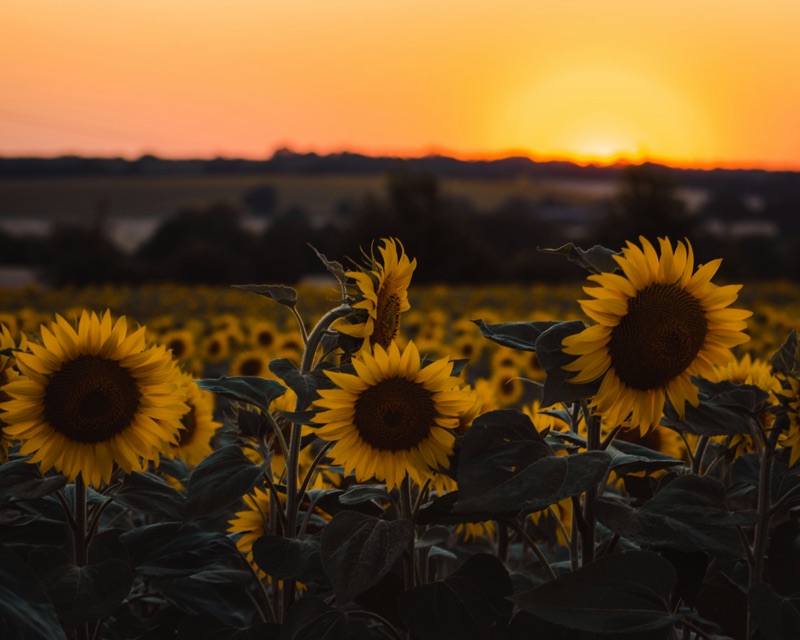 Sunflower fields in the countryside surrounding the property